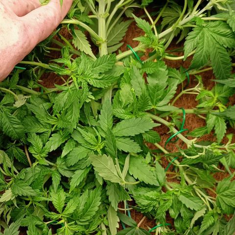 PALINA growlog timeline photo