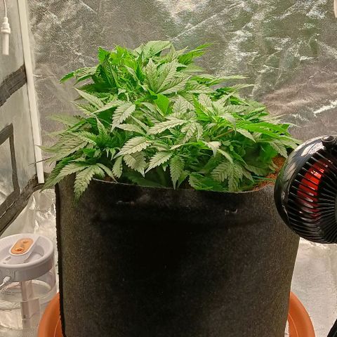 PALINA growlog timeline photo