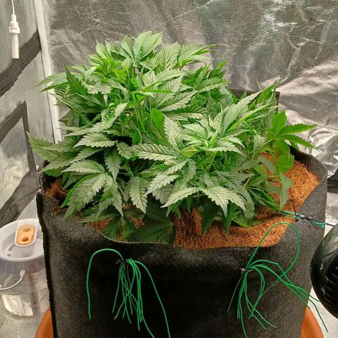 PALINA growlog timeline photo