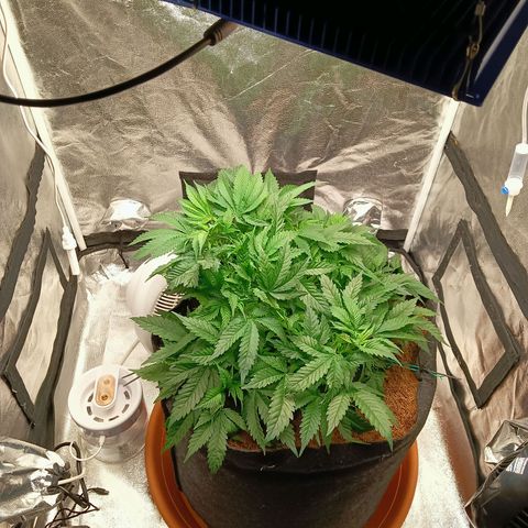 PALINA growlog timeline photo