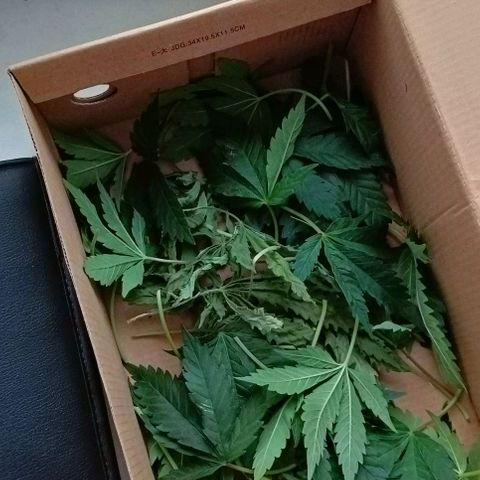 PALINA growlog timeline photo