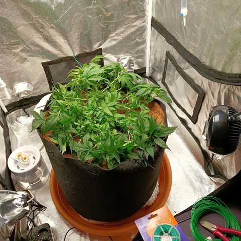 PALINA growlog timeline photo