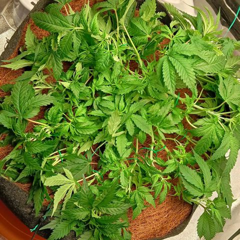 PALINA growlog timeline photo