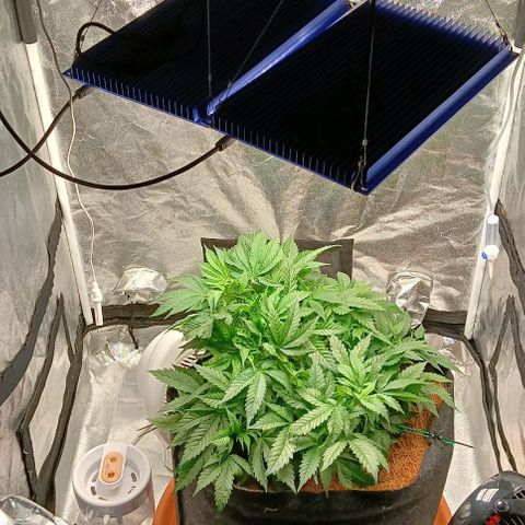 PALINA growlog timeline photo
