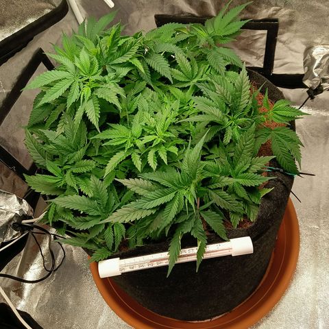 PALINA growlog timeline photo