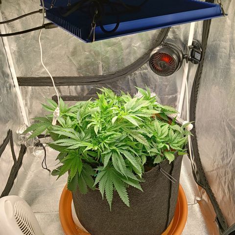 PALINA growlog timeline photo
