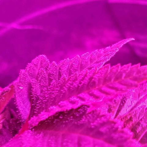 Salvitar growlog photo: 82 degrees 