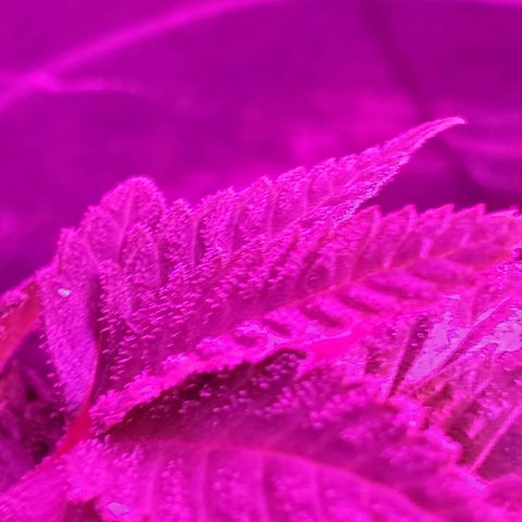 Salvitar growlog photo: 82 degrees 