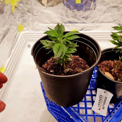 Salvitar growlog timeline photo