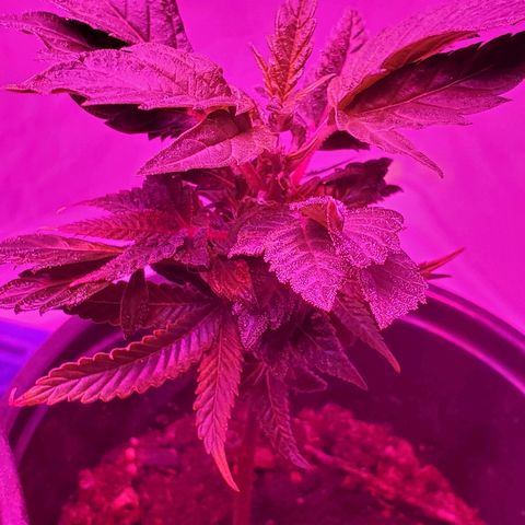 Salvitar growlog timeline photo