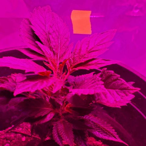 Salvitar growlog timeline photo