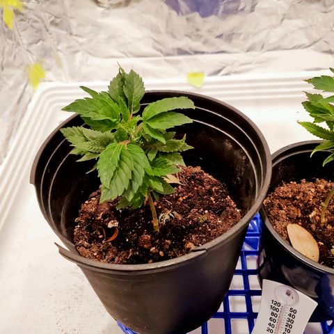Salvitar growlog timeline photo