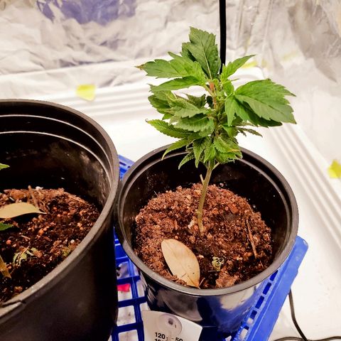 Salvitar growlog timeline photo
