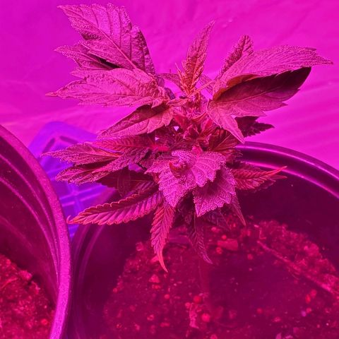 Salvitar growlog timeline photo
