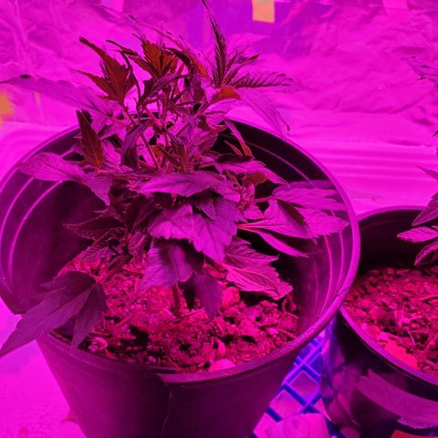 Salvitar growlog photo: Curly leaved