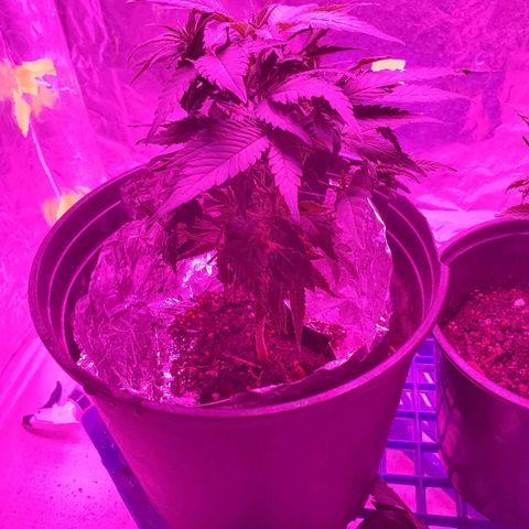 Salvitar growlog photo: Trimmed