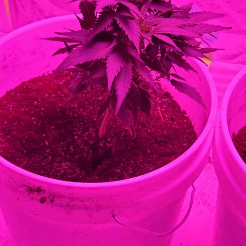 Salvitar growlog timeline photo