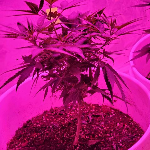 Salvitar growlog timeline photo