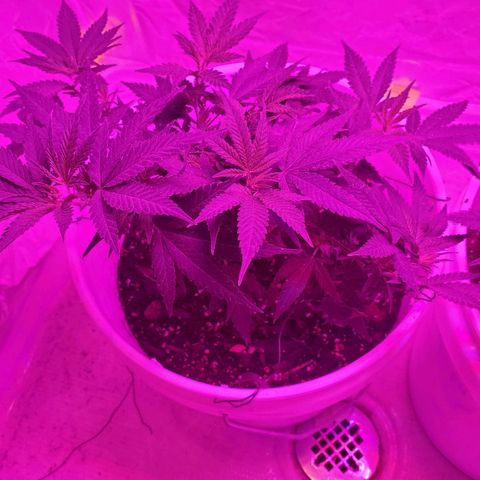 Salvitar growlog photo: After train 3 days