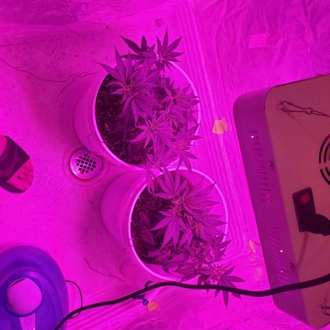 Salvitar growlog timeline photo