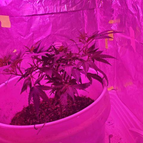 Salvitar growlog photo: After train 3 days