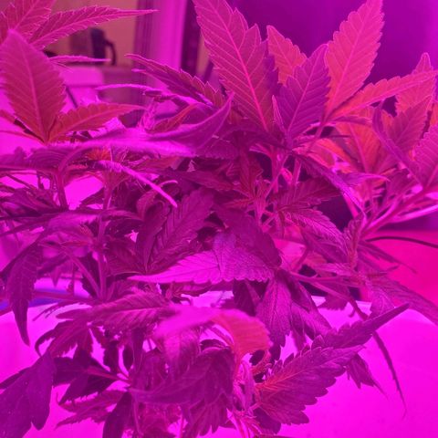 Salvitar growlog photo: After train 3 days
