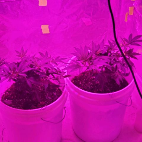 Salvitar growlog photo: After train 3 days