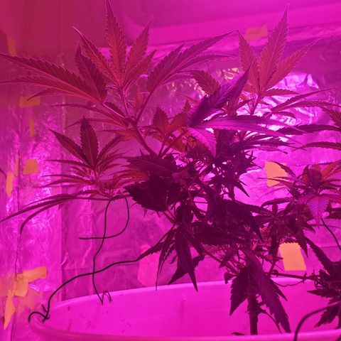 Salvitar growlog photo: After train 3 days