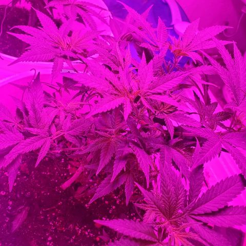 Salvitar growlog photo: After train 3 days