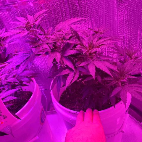 Salvitar growlog timeline photo