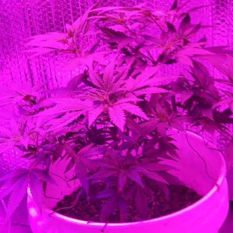 Salvitar growlog timeline photo