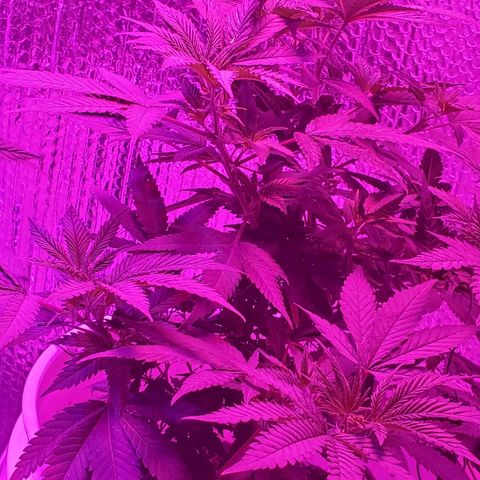 Salvitar growlog timeline photo