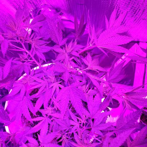 Salvitar growlog photo: Main Olas down