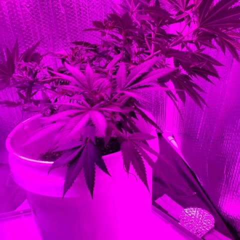 Salvitar growlog photo: Main Olas down