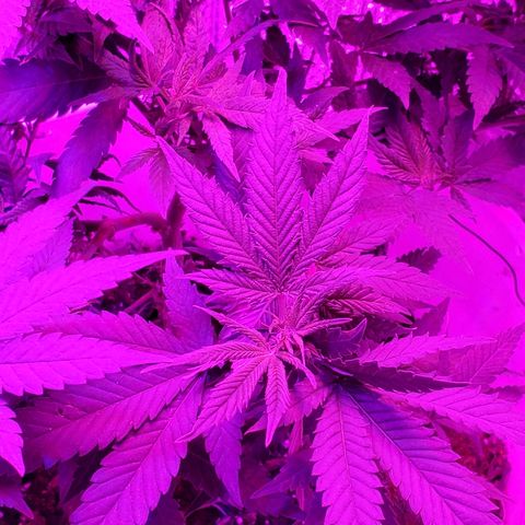 Salvitar growlog photo: Main Olas down
