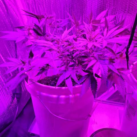 Salvitar growlog photo: Main Olas down