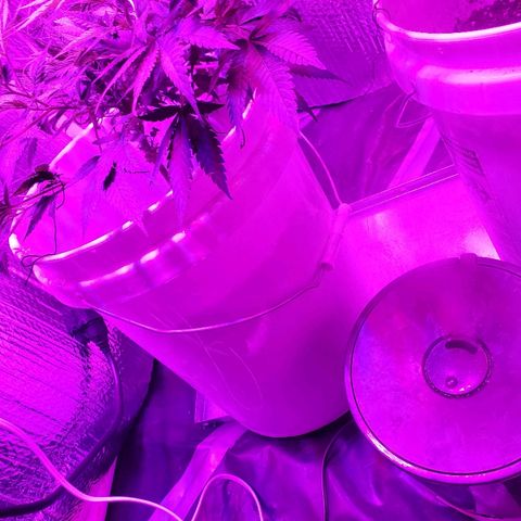 Salvitar growlog photo: Main Olas down