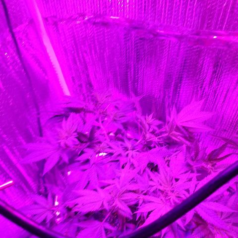 Salvitar growlog photo: Main Olas down