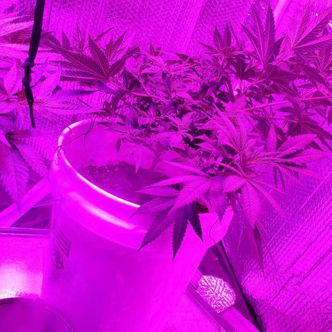 Salvitar growlog photo: Main Olas down