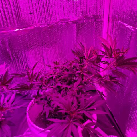 Salvitar growlog photo: Main Olas down