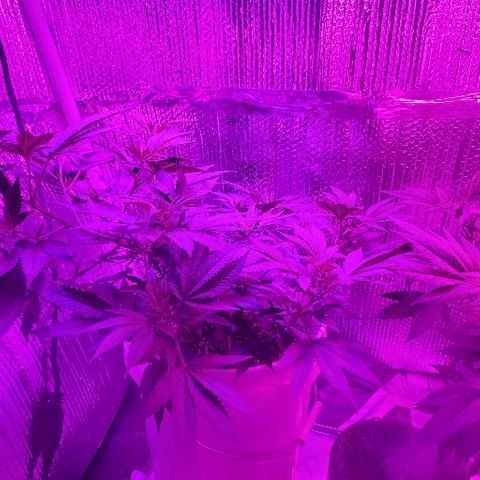 Salvitar growlog timeline photo