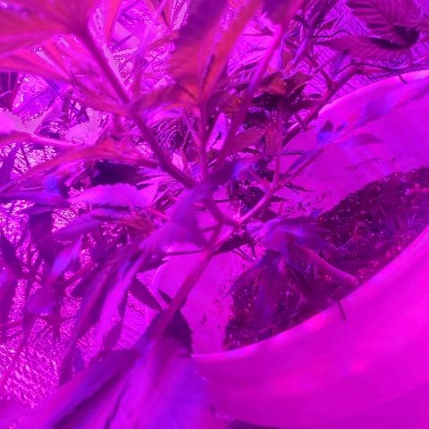 Salvitar growlog timeline photo