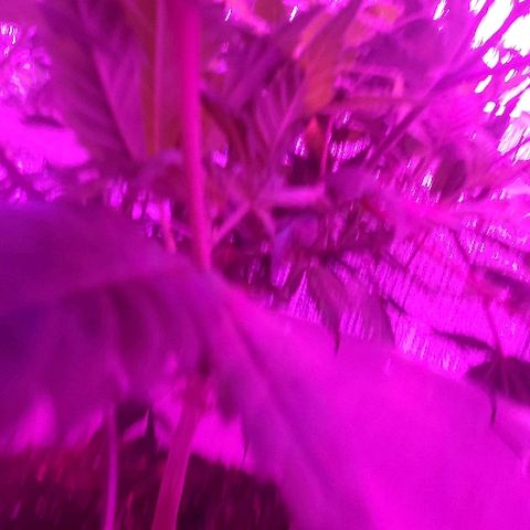 Salvitar growlog timeline photo