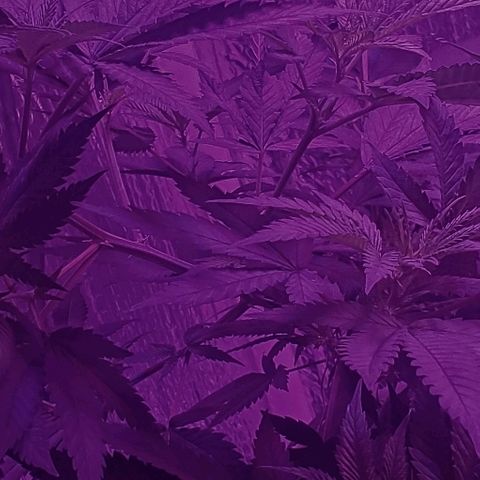 Salvitar growlog timeline photo