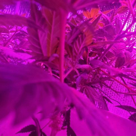 Salvitar growlog timeline photo