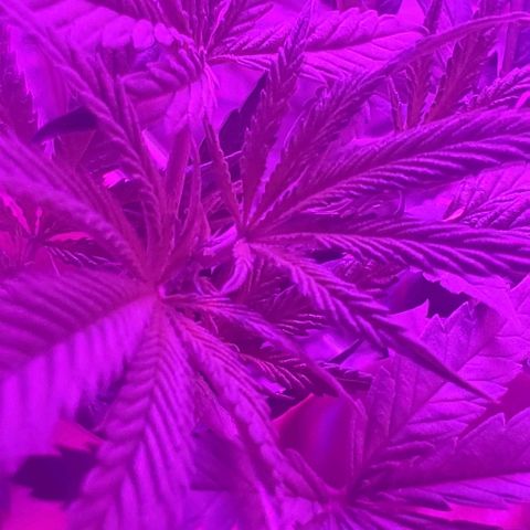 Salvitar growlog timeline photo