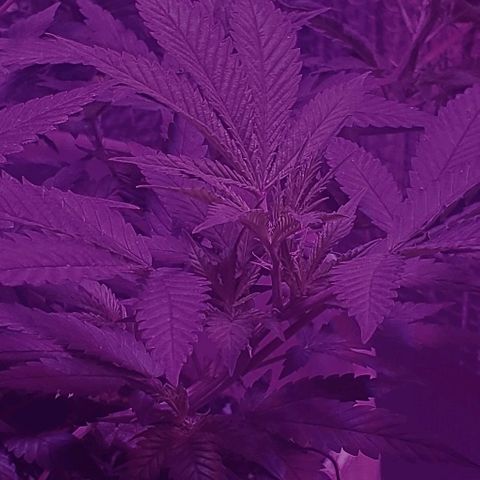 Salvitar growlog timeline photo