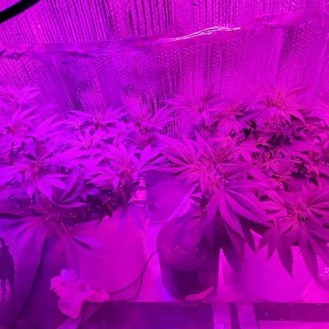 Salvitar growlog timeline photo