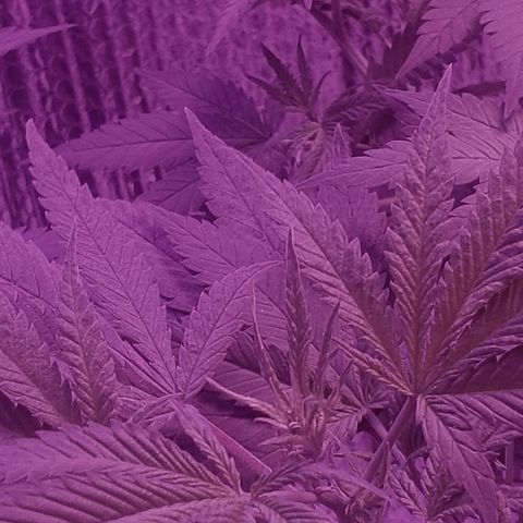 Salvitar growlog timeline photo