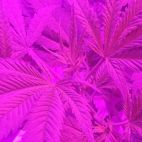 Salvitar growlog timeline photo